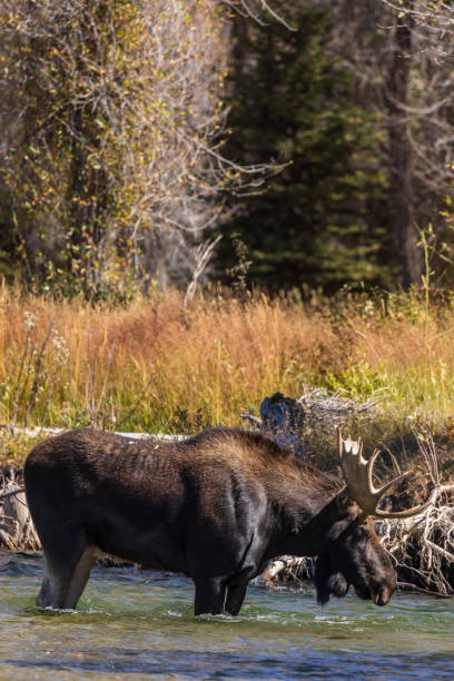 istock Bull Shiras Moose in River in Fall 1057594390