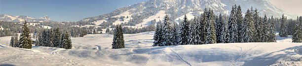panorama de paisagem de inverno hdr - baumreihe imagens e fotografias de stock