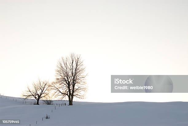 Duas Árvores De Inverno - Fotografias de stock e mais imagens de Amanhecer - Amanhecer, Anoitecer, Antigo