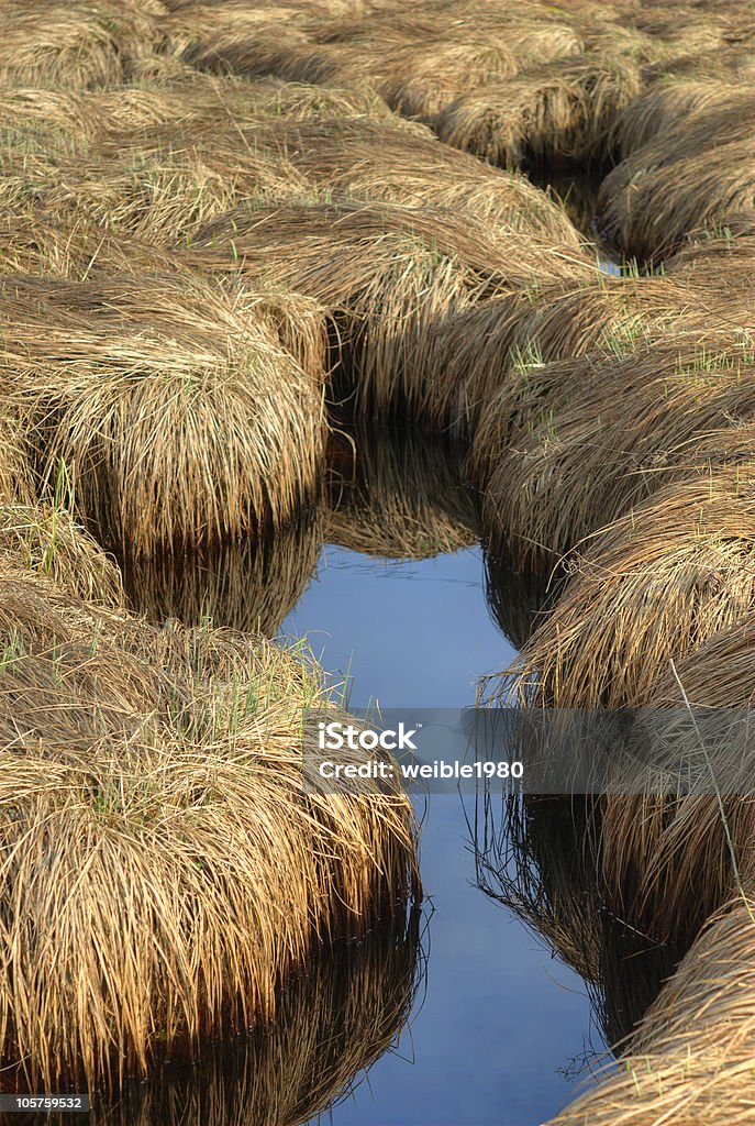 Water brown gras - Lizenzfrei Alt Stock-Foto