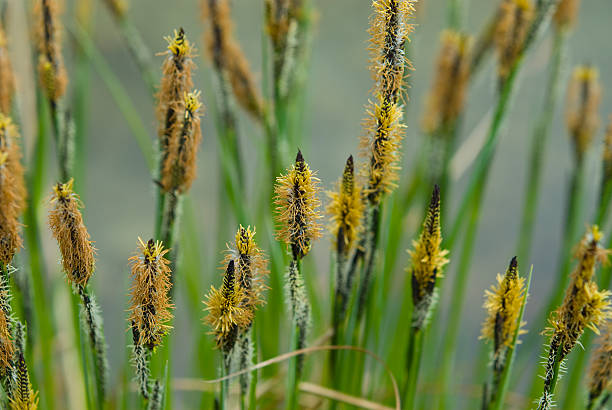 Gras near a pond - reed Gras near a pond carex pluriflora stock pictures, royalty-free photos & images