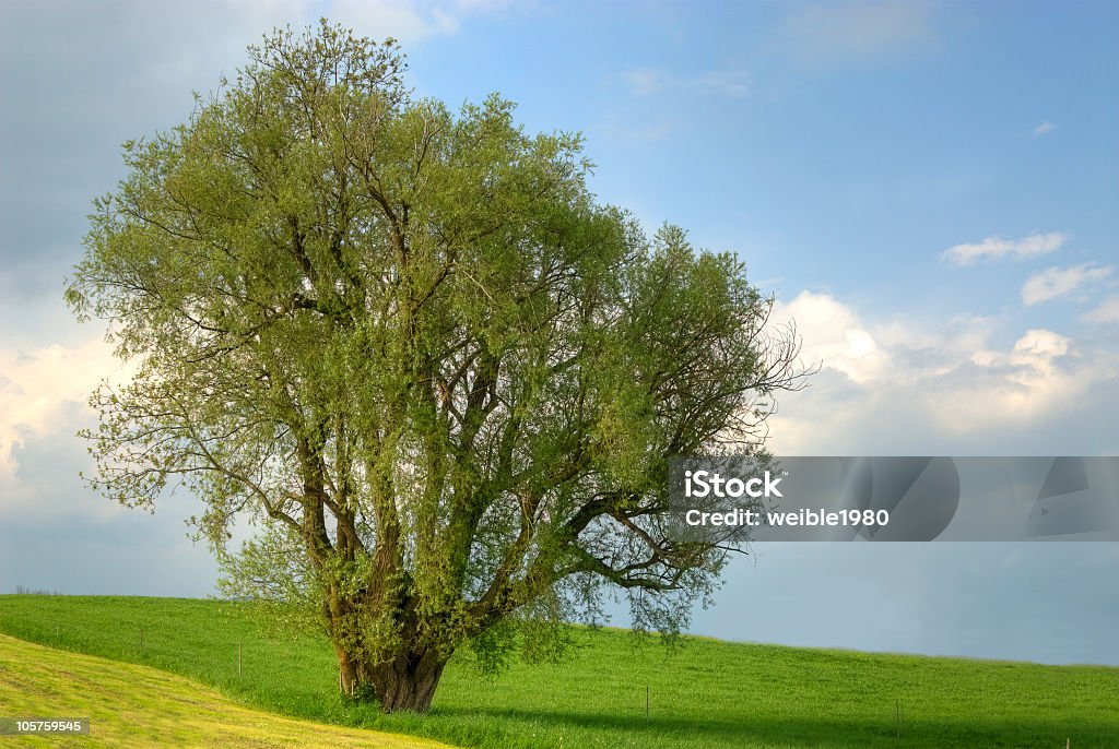 Einsam big Tree HDR - Lizenzfrei Erle Stock-Foto