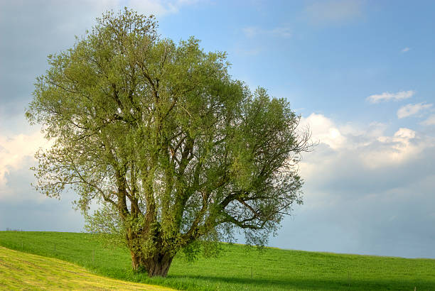lonely tree hdr ビッグスネーク - oak tree tree grass hdr ストックフォトと画像