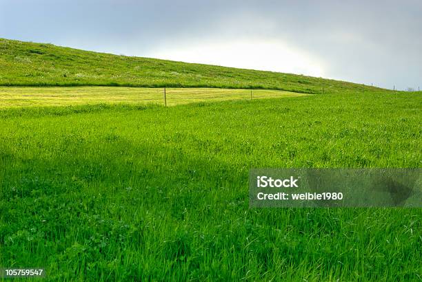 Grüne Feld Im Sommer Stockfoto und mehr Bilder von Anbau von Rasen - Anbau von Rasen, Anhöhe, Bedeckter Himmel