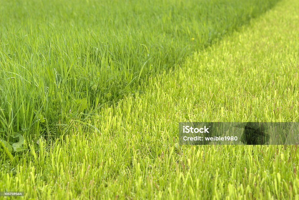 Long et court gras - Photo de Botanique libre de droits