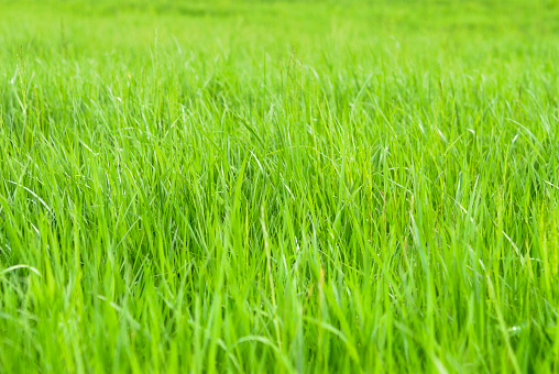 Fresh green grassland in agricultural areas