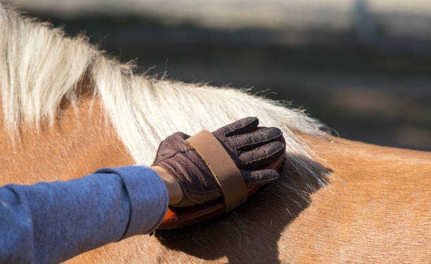 istock Child grooming horse 1057596342