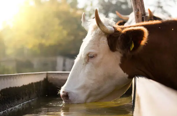 Close up of cow drinking water from reservoir on farm