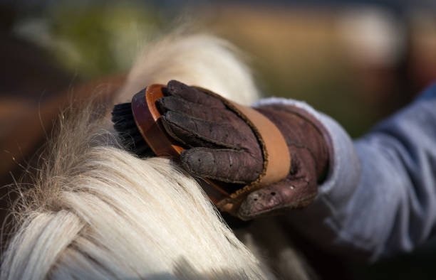 istock Child grooming horse 1057596462
