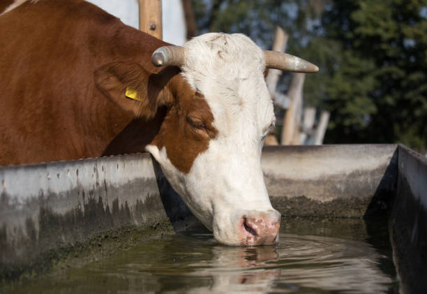 istock Cow drinking water on farm 1057596472