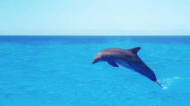 istock Dolphins swimming,jumping on blue ocean cloud,marine wildlife background 1057597624