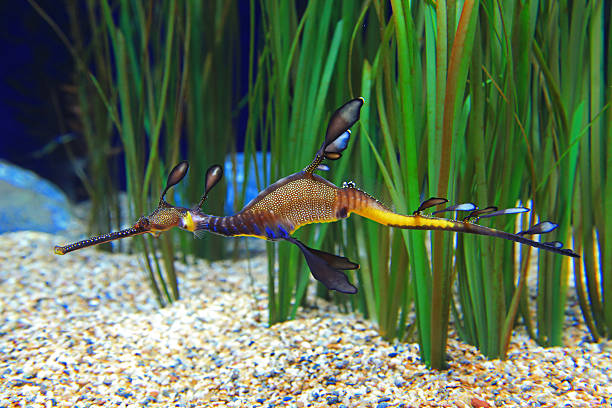 Sea Dragon Stock Photo - Download Image Now - Weedy Sea Dragon, Animal,  Animals In Captivity - iStock