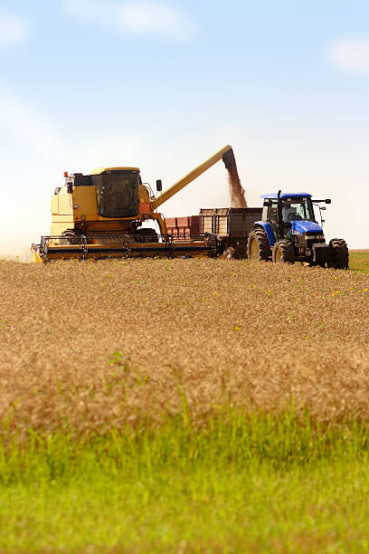 Harvest - foto de stock