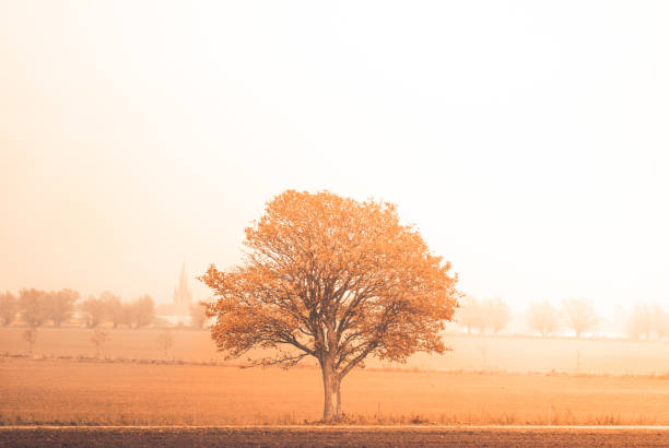 An image of a autumn tree on a field in Sweden, taken during autumn in a wonderful goldenhour-like sunrise.