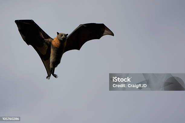 Pipistrello Della Frutta - Fotografie stock e altre immagini di Ambientazione esterna - Ambientazione esterna, Animale, Animale selvatico