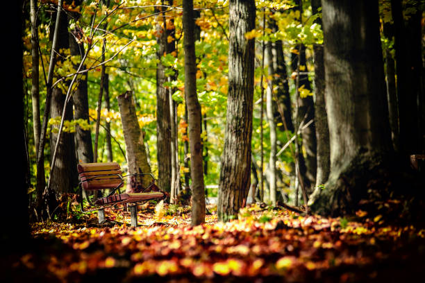 At the end of a trail in autumn trees stand.