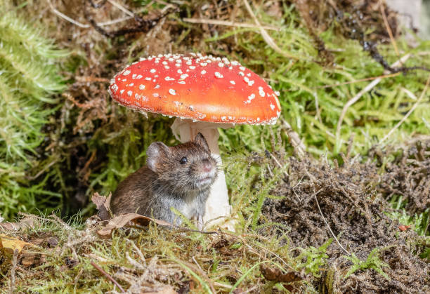 bank vole sat under a fly agaric toadstool - mushroom fly agaric mushroom photograph toadstool imagens e fotografias de stock