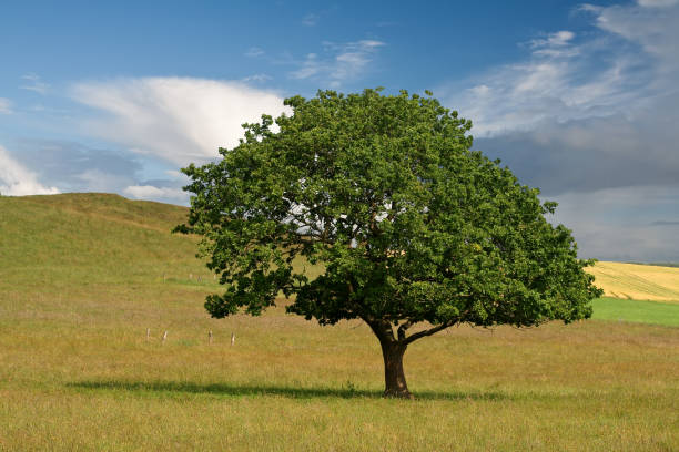 istock Lonely Tree in the Field - 2880 1057606632