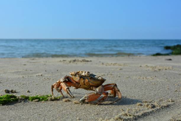 Big beach crab on the sandy beach before sea wave Beach crab on the sandy beach in sunlight, with  sea wave and blue sky clam animal stock pictures, royalty-free photos & images