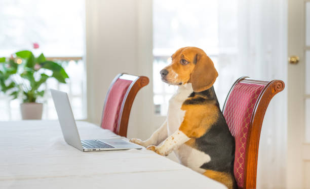 istock Dog working comfortably from home 1057610744