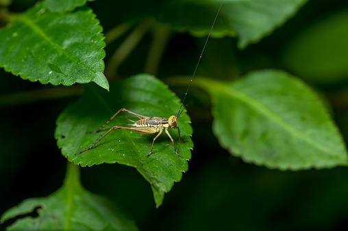Image of Grasshopper on green leaf close up.
