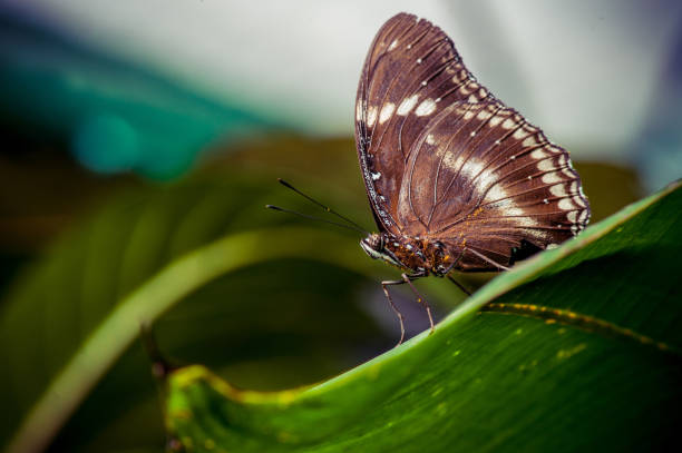 istock Beautiful Butterfly on the leaf 1057611132
