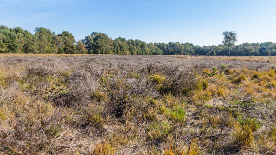 Lifeless heather in National park the Posbank and Veluwe in the Netherlands after the very hot and dry  summer of 2018