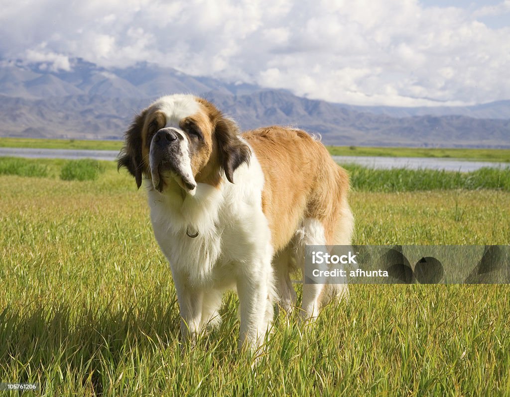 St. Bernard cane - Foto stock royalty-free di San Bernardo