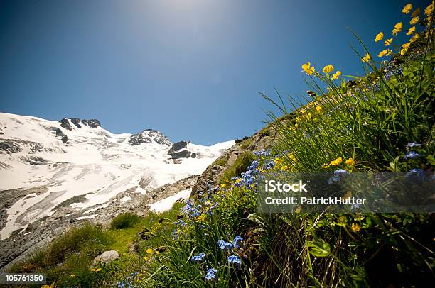 고산대 메도 꽃을 Rosegg빙하 초원에 대한 스톡 사진 및 기타 이미지 - 초원, 꽃-식물, 스위스
