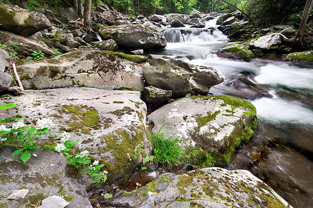 Mountain stream  tremont stock pictures, royalty-free photos & images