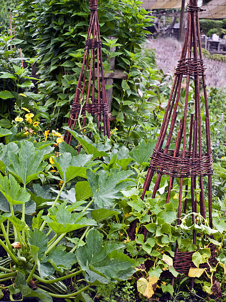 istock allotment vegetable garden growing 105761698