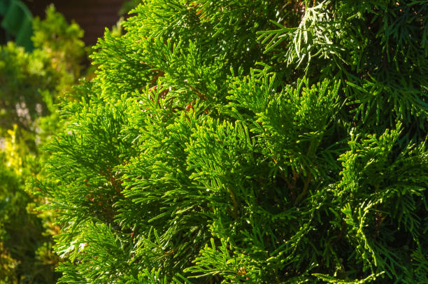 istock Incense cedar tree Calocedrus decurrens branch close up. 1057617326