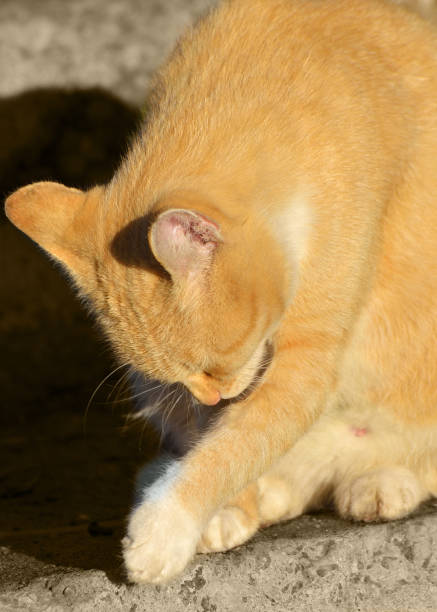 istock Cat washes in the sun. 1057617760