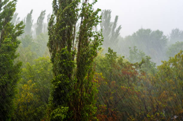 istock Landscape with trees in heavy summer rainstorm 1057618012