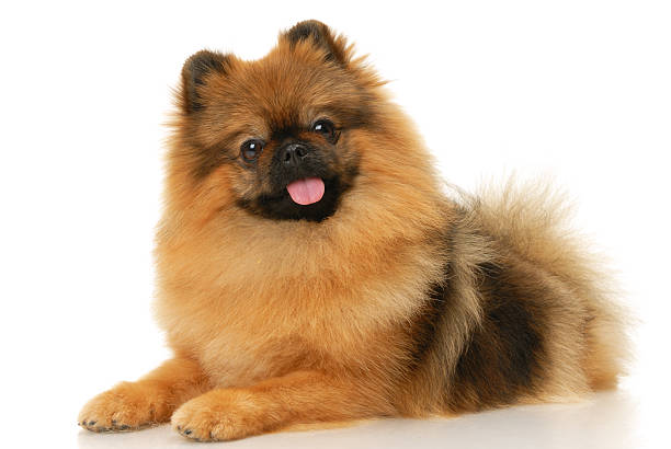 Alemán perro Spitz - foto de stock