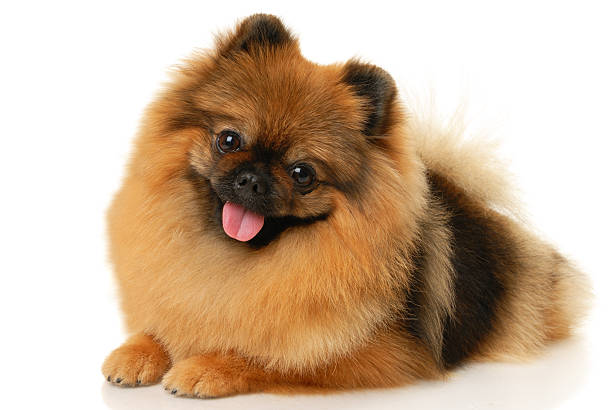 Alemán perro Spitz - foto de stock