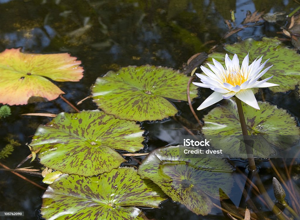 Water Seerose - Lizenzfrei Auf dem Wasser treiben Stock-Foto