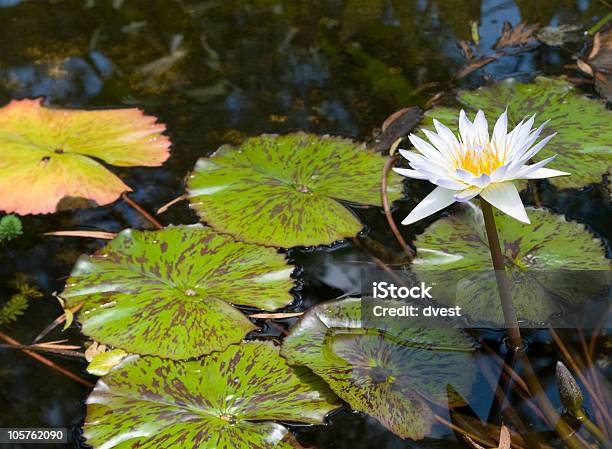 Ninfea - Fotografie stock e altre immagini di Acqua - Acqua, Ambientazione esterna, Ambientazione tranquilla