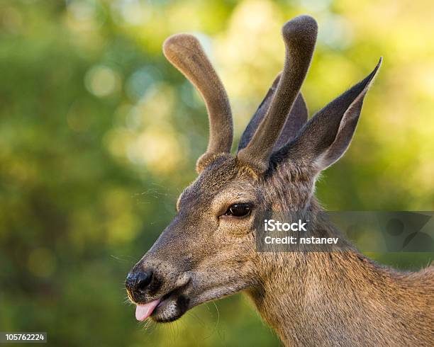 Cervo Mulo Mettere La Lingua Fuori - Fotografie stock e altre immagini di Animale - Animale, Animale maschio, Animale selvatico