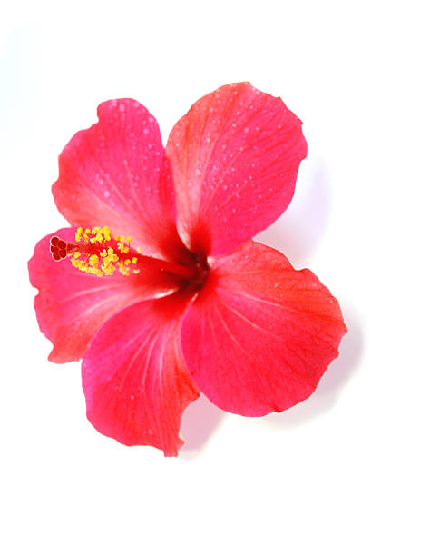 istock Kamla`s hibiscus of bliss 105762306