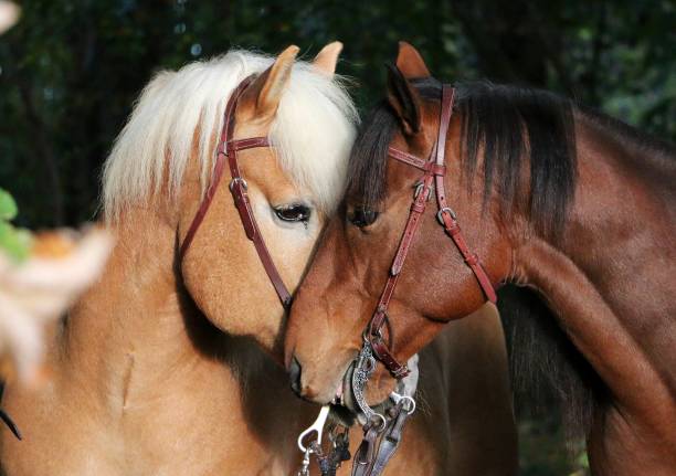 istock two kissing horses 1057623330