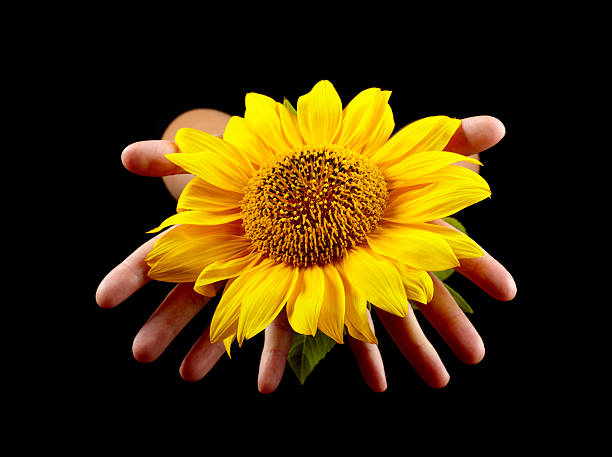 istock Sunflower in woman's hands 105762387