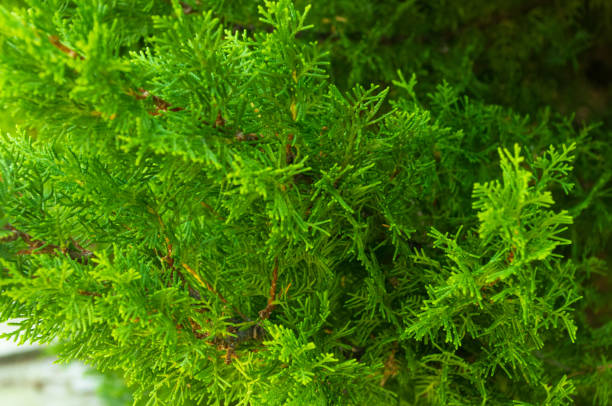 istock Incense cedar tree Calocedrus decurrens branch close up. 1057626434