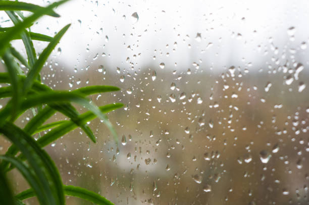istock house plants and raindrops on the window glass 1057627578