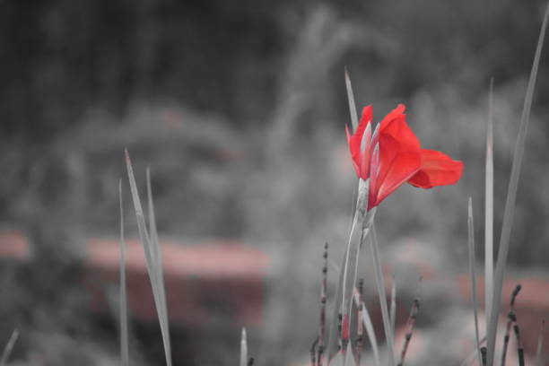 Flowers in the wild