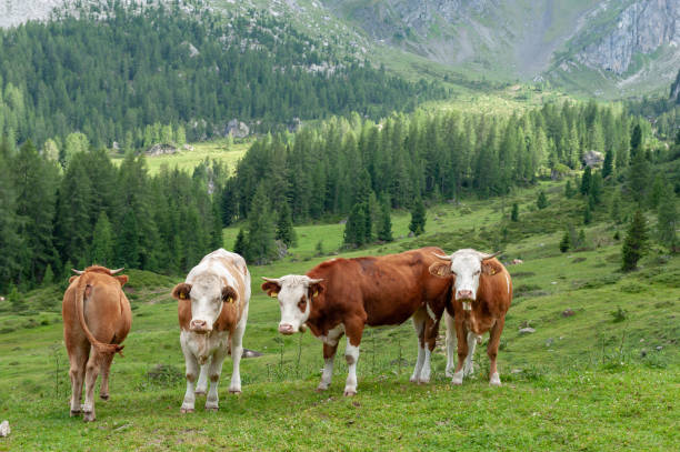 istock Cows Grazing in the Alps 1057628486