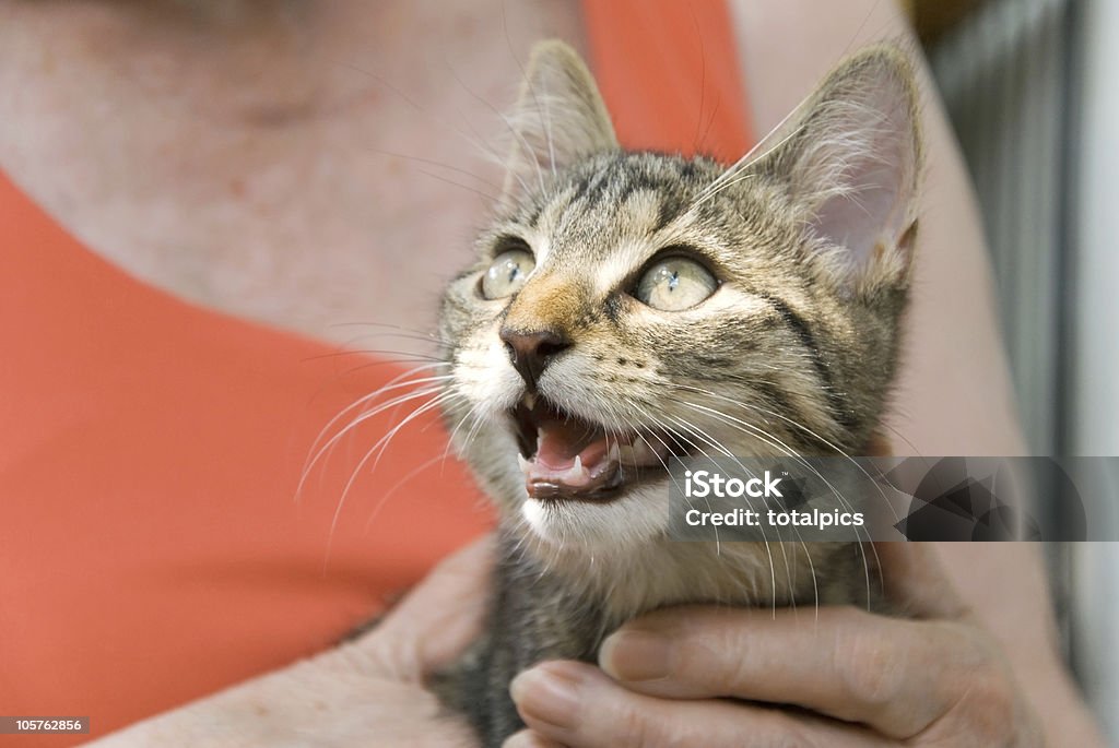 고양이 새끼 및 경로 - 로열티 프리 고양이 새끼 스톡 사진