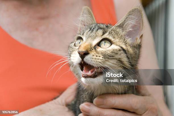 고양이 새끼 및 경로 고양이 새끼에 대한 스톡 사진 및 기타 이미지 - 고양이 새끼, 노인, 대체 요법