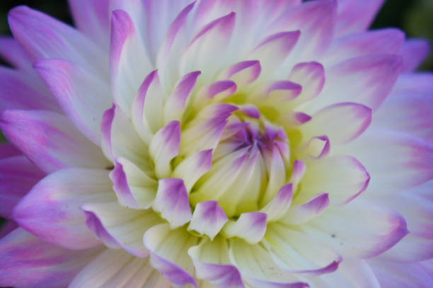 istock Purple white dahlia flower head close up 1057628666