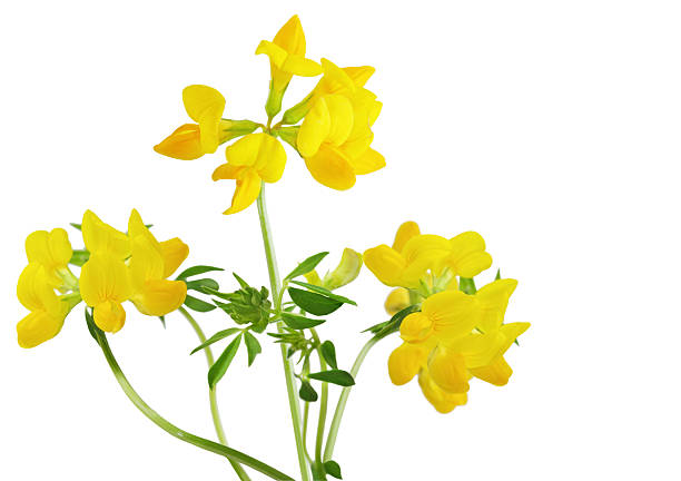istock Birdfoot Trefoil 105763052